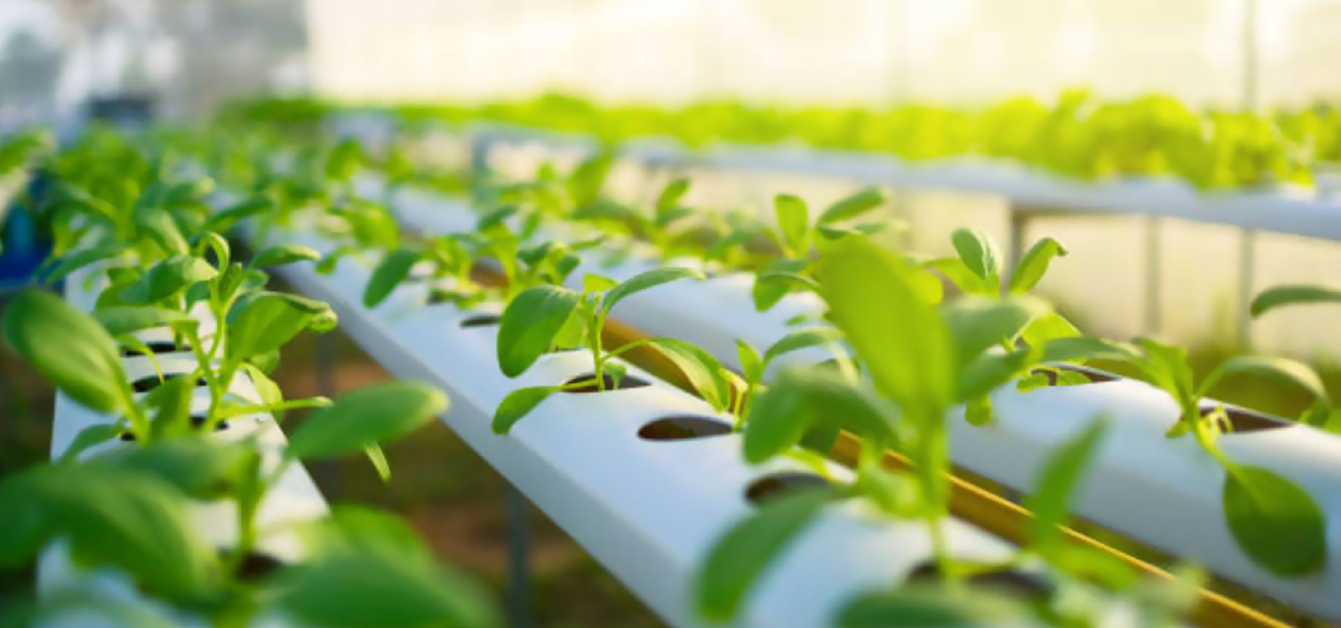 تطوير جودة المنتجات والمحاصيل