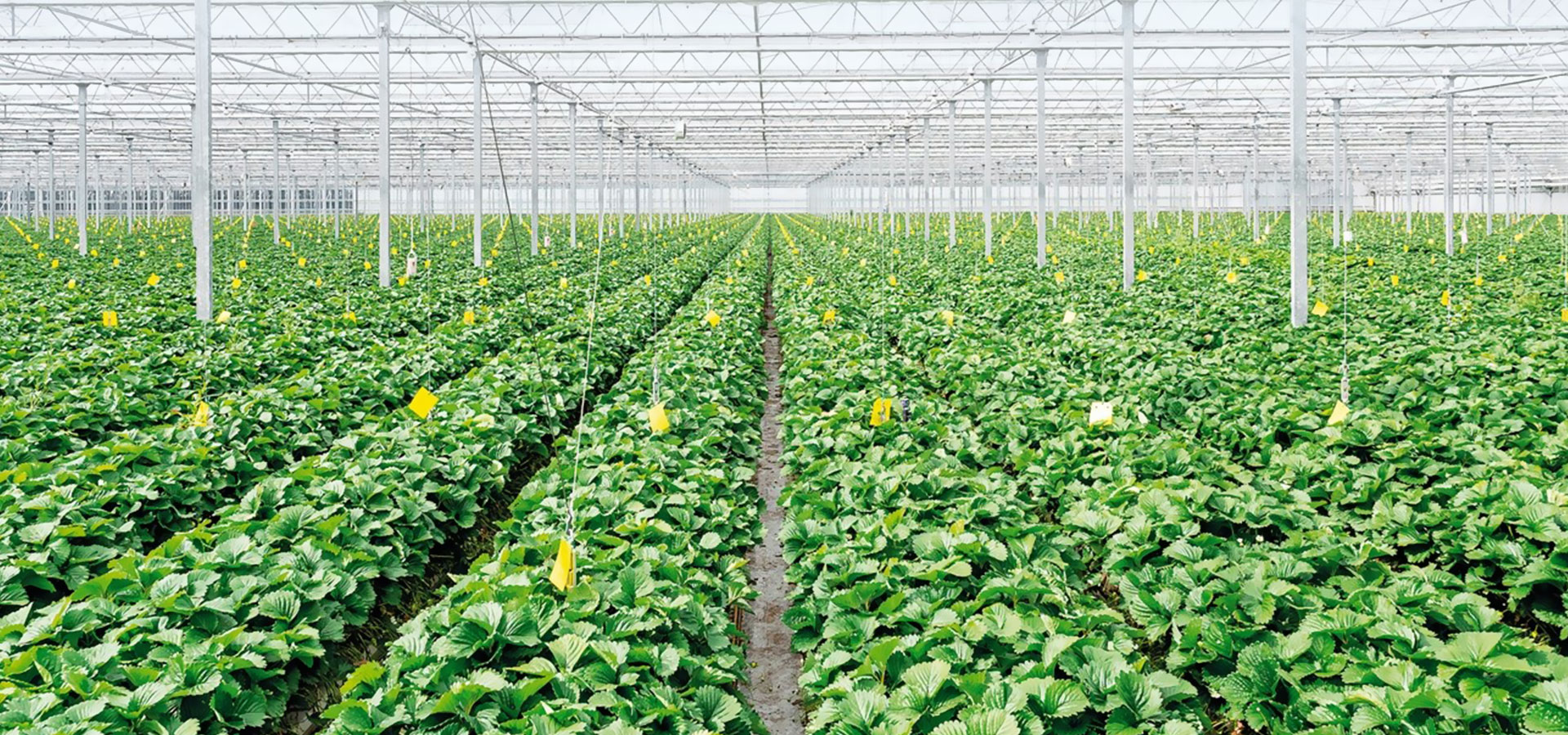 تقديم خدمات التصنيع الغذائي